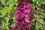 Zwerg-Sommerflieder / Schmetterlingsstrauch 'BUZZ ® Velvet' - Buddleja davidii 'BUZZ ® Velvet'