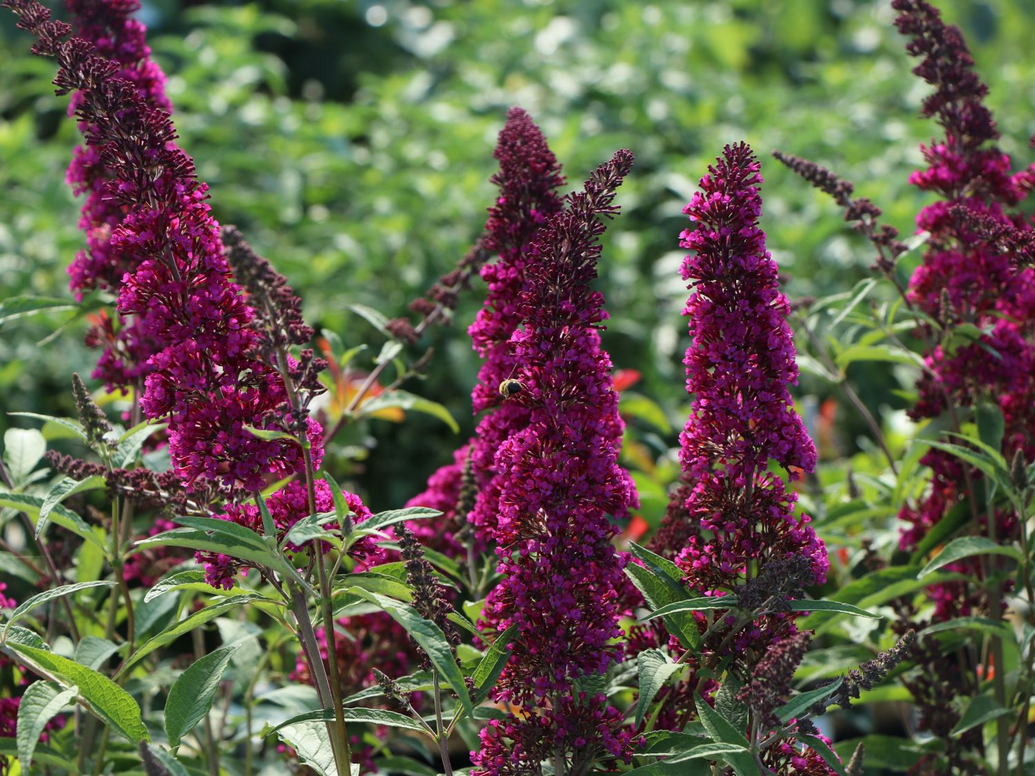 Zwerg-Sommerflieder / Schmetterlingsstrauch 'BUZZ ® Velvet' - Buddleja davidii 'BUZZ ® Velvet'