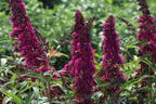 Zwerg-Sommerflieder / Schmetterlingsstrauch 'BUZZ ® Velvet' - Buddleja davidii 'BUZZ ® Velvet'
