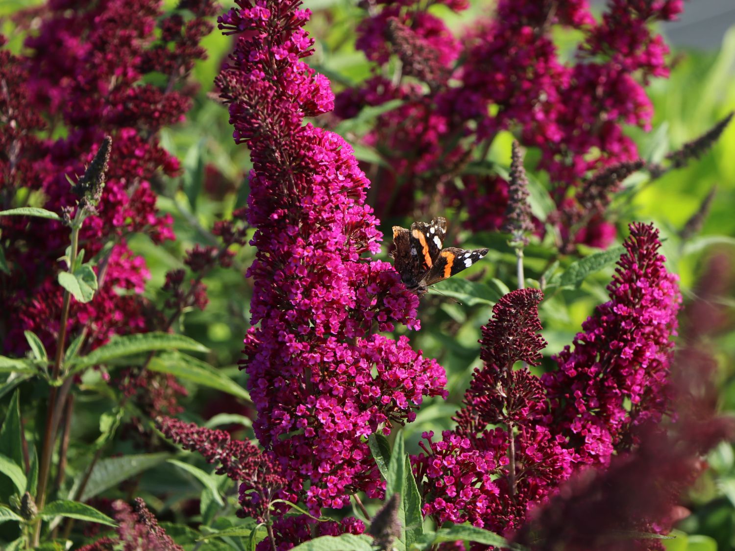 Zwerg-Sommerflieder / Schmetterlingsstrauch 'BUZZ ® Velvet' - Buddleja davidii 'BUZZ ® Velvet'