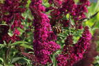 Zwerg-Sommerflieder / Schmetterlingsstrauch 'BUZZ ® Velvet' - Buddleja davidii 'BUZZ ® Velvet'