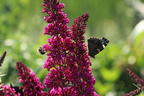 Zwerg-Sommerflieder / Schmetterlingsstrauch 'BUZZ ® Velvet' - Buddleja davidii 'BUZZ ® Velvet'