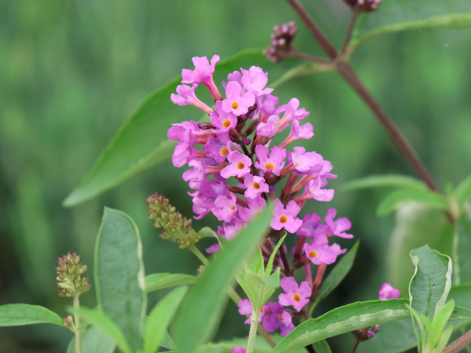 Zwerg-Sommerflieder / Schmetterlingsstrauch 'Free Petite ® Tutti Fruitti' - Buddleja davidii 'Free Petite ® Tutti Fruitti'
