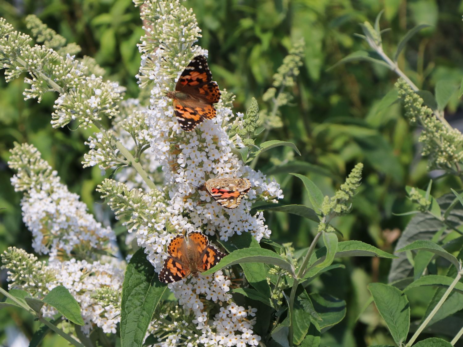Zwerg-Sommerflieder / Schmetterlingsstrauch 'Marbled White' / 'Markeep' / 'Schachbrett'