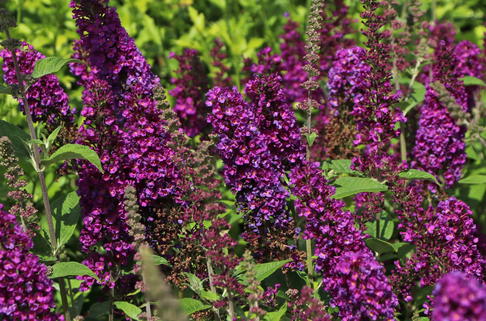 Zwerg-Sommerflieder / Schmetterlingsstrauch PROVEN WINNERS ® 'Blue Chip JR' - Buddleja davidii PROVEN WINNERS ® 'Blue Chip JR'