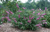 Zwerg-Sommerflieder / Schmetterlingsstrauch PROVEN WINNERS ® 'Pink Micro Chip' ®