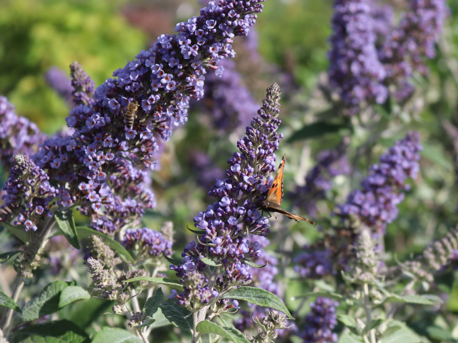 Zwerg-Schmetterlingsflieder / Zwerg-Sommerflieder Summer Lounge ® (Blau) - Buddleja davidii Summer Lounge ® (Blau)
