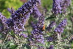Zwerg-Schmetterlingsflieder / Zwerg-Sommerflieder Summer Lounge ® (Blau) - Buddleja davidii Summer Lounge ® (Blau)
