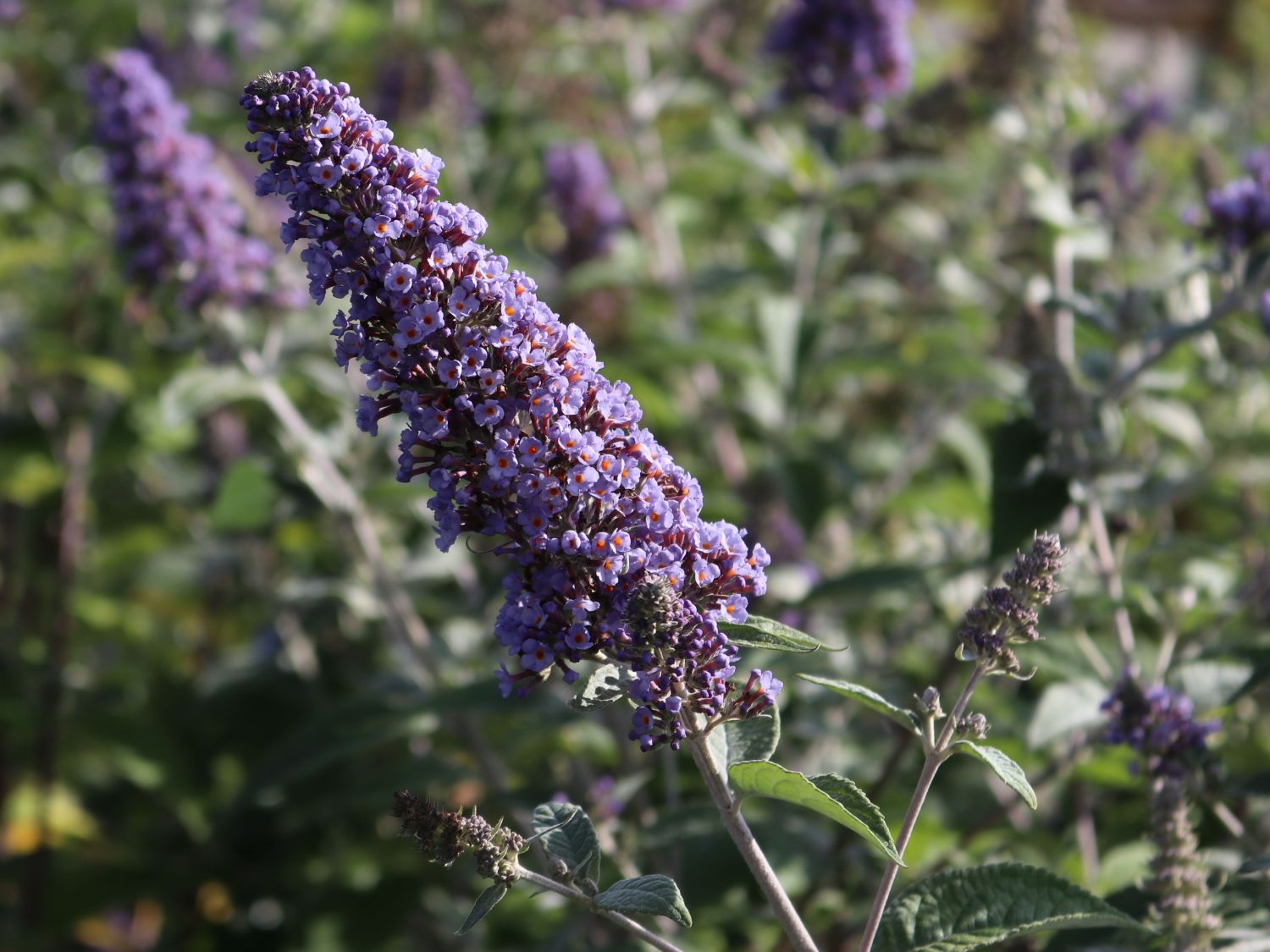 Zwerg-Schmetterlingsflieder / Zwerg-Sommerflieder Summer Lounge ® (Blau) - Buddleja davidii Summer Lounge ® (Blau)