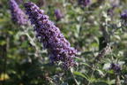 Zwerg-Schmetterlingsflieder / Zwerg-Sommerflieder Summer Lounge ® (Blau) - Buddleja davidii Summer Lounge ® (Blau)