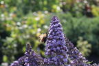 Zwerg-Schmetterlingsflieder / Zwerg-Sommerflieder Summer Lounge ® (Blau) - Buddleja davidii Summer Lounge ® (Blau)