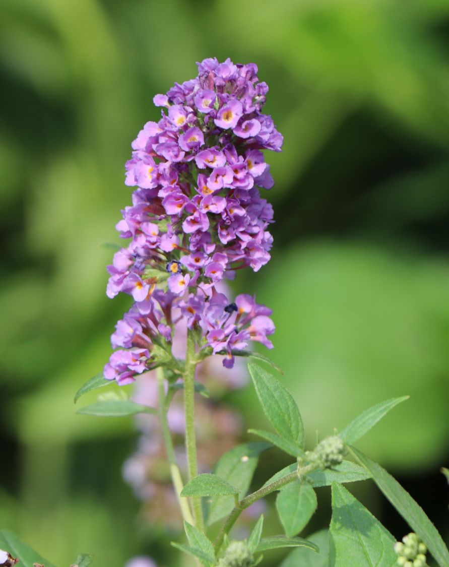 Zwerg-Schmetterlingsflieder / Zwerg-Sommerflieder Summer Lounge ® (Pink) - Buddleja davidii Summer Lounge ® (Pink)
