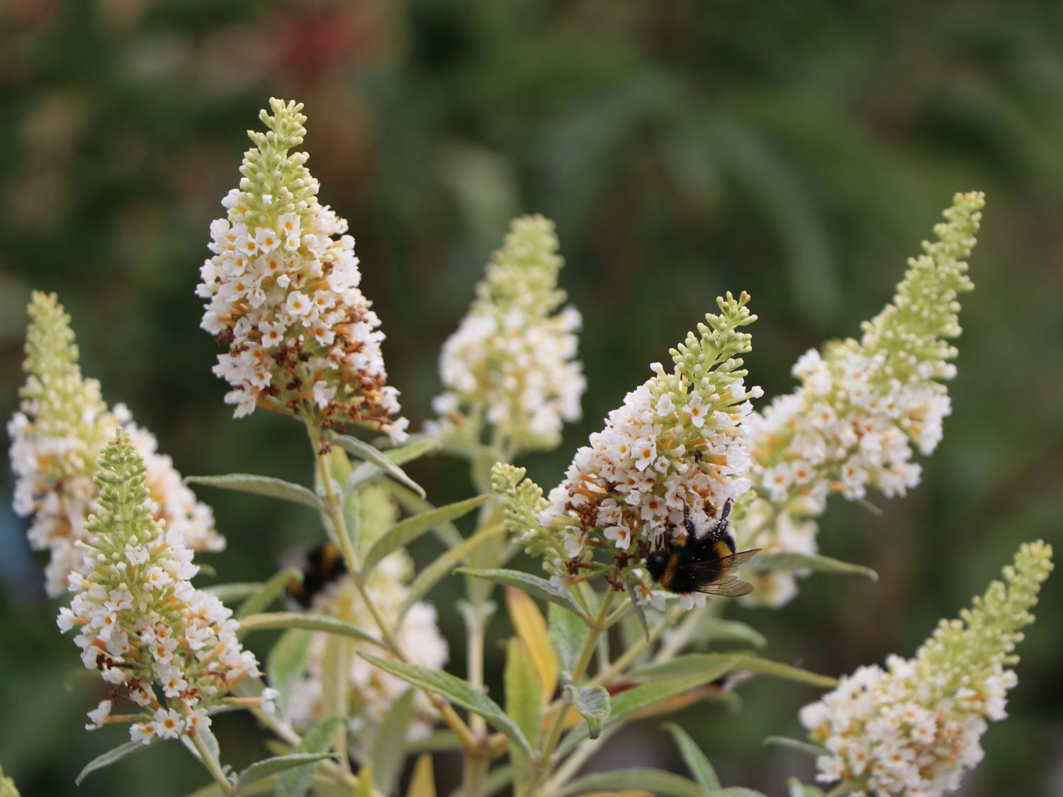 Zwerg-Schmetterlingsflieder / Zwerg-Sommerflieder Summer Lounge ® (Weiß) - Buddleja davidii Summer Lounge ® (Weiß)