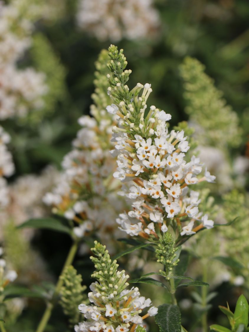 Zwerg-Schmetterlingsflieder / Zwerg-Sommerflieder Summer Lounge ® (Weiß) - Buddleja davidii Summer Lounge ® (Weiß)