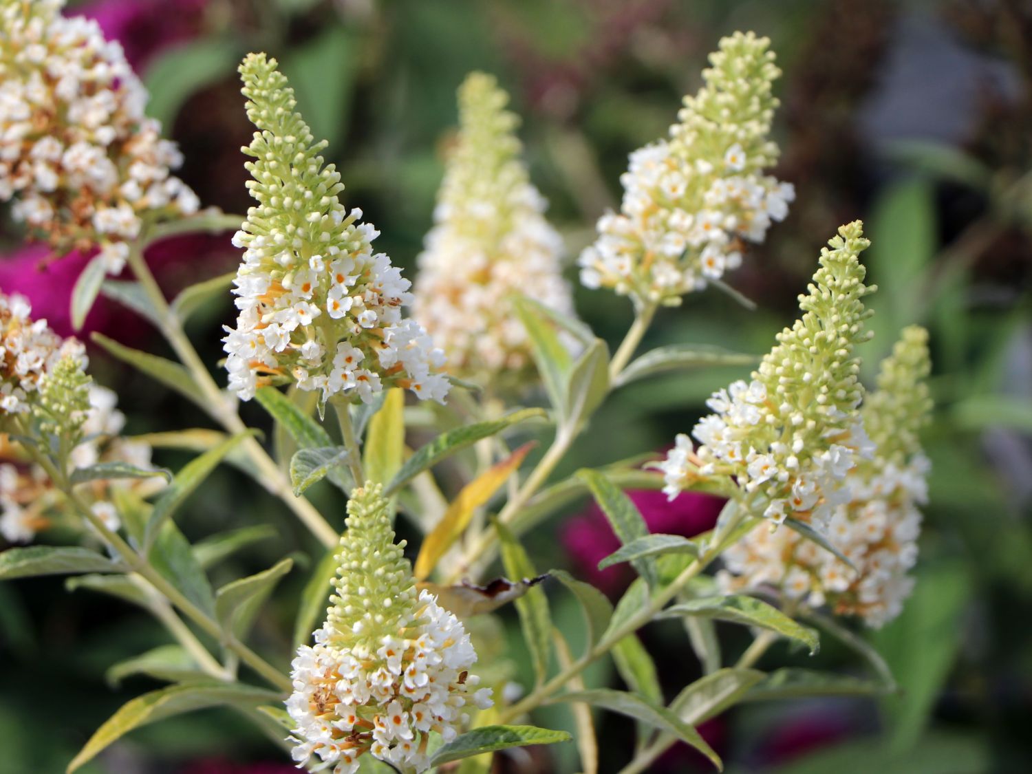 Zwerg-Schmetterlingsflieder / Zwerg-Sommerflieder Summer Lounge ® (Weiß) - Buddleja davidii Summer Lounge ® (Weiß)