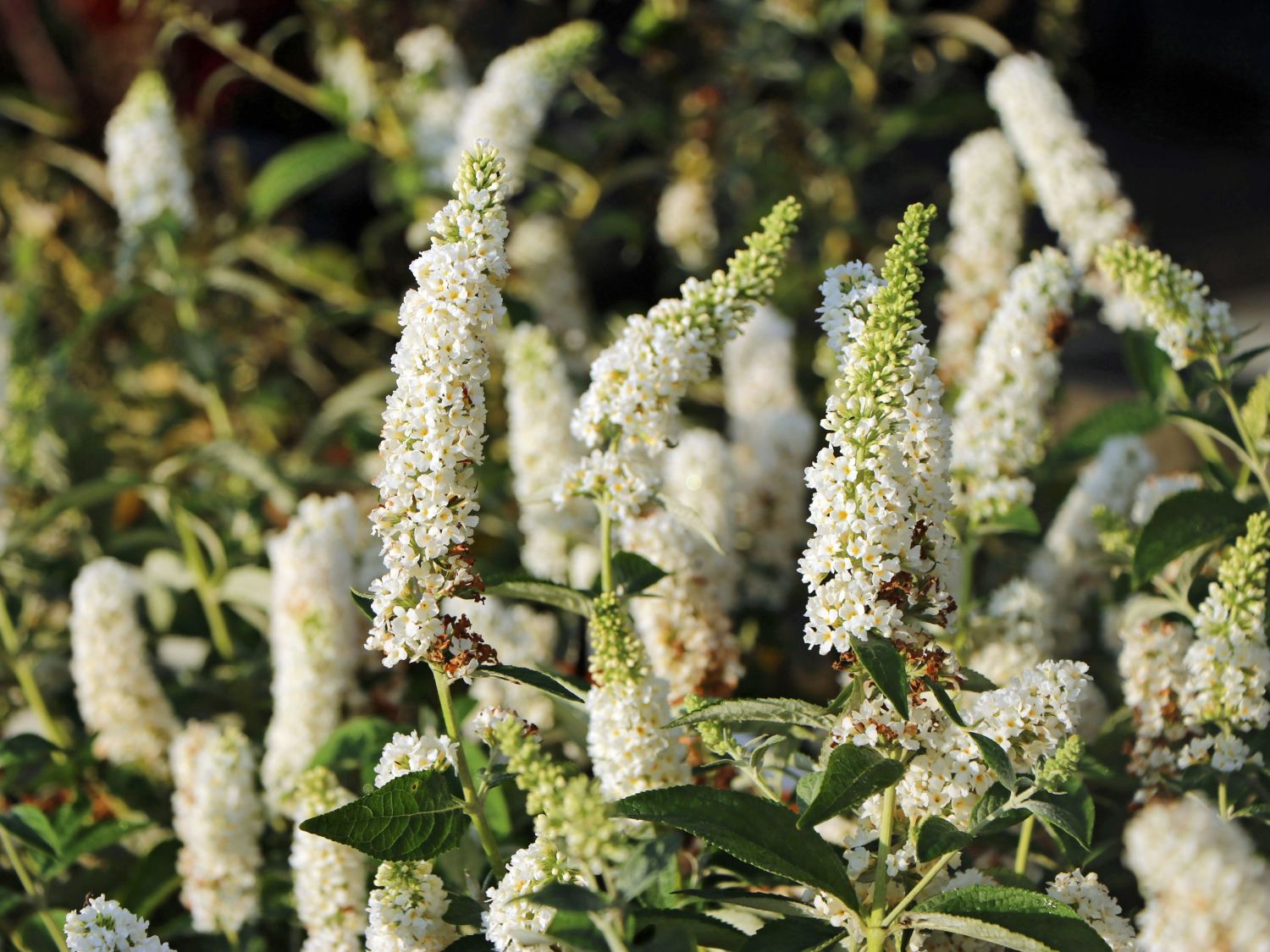 Zwerg-Schmetterlingsflieder / Zwerg-Sommerflieder Summer Lounge ® (Weiß) - Buddleja davidii Summer Lounge ® (Weiß)