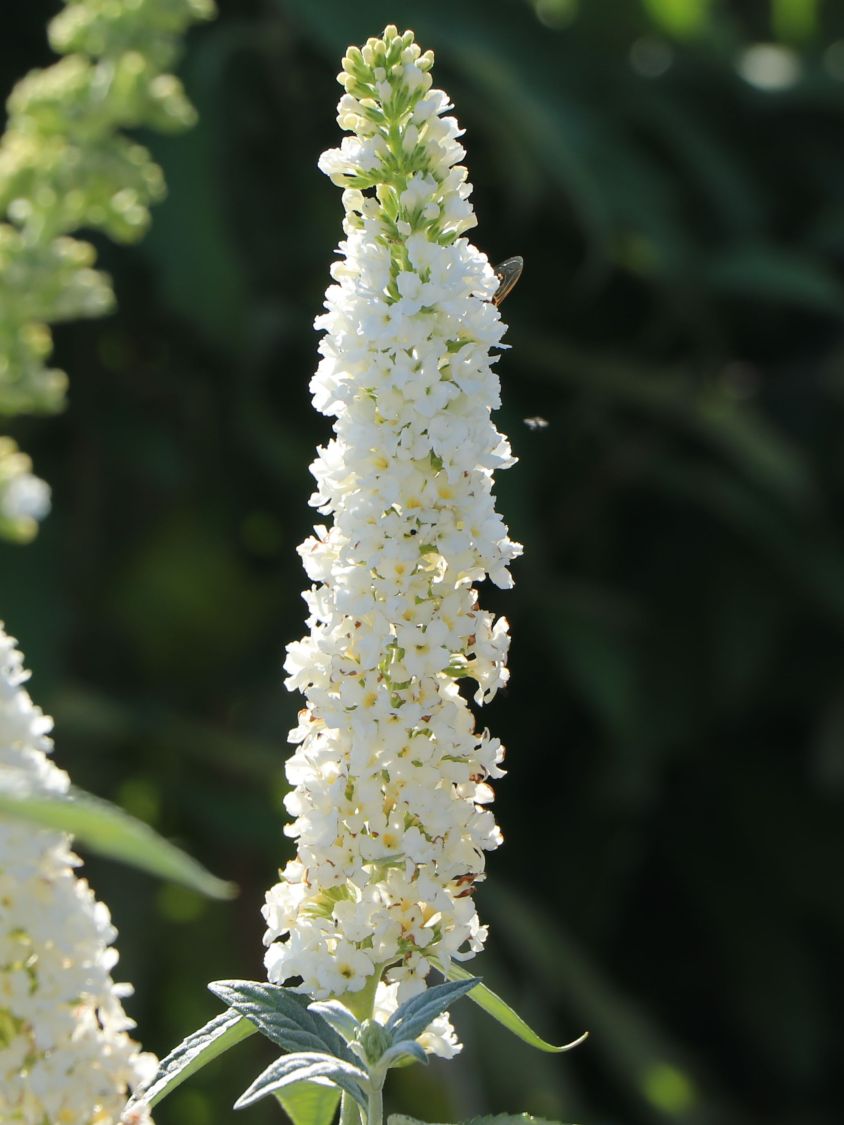 Zwerg-Schmetterlingsflieder / Zwerg-Sommerflieder Summer Lounge ® (Weiß) - Buddleja davidii Summer Lounge ® (Weiß)