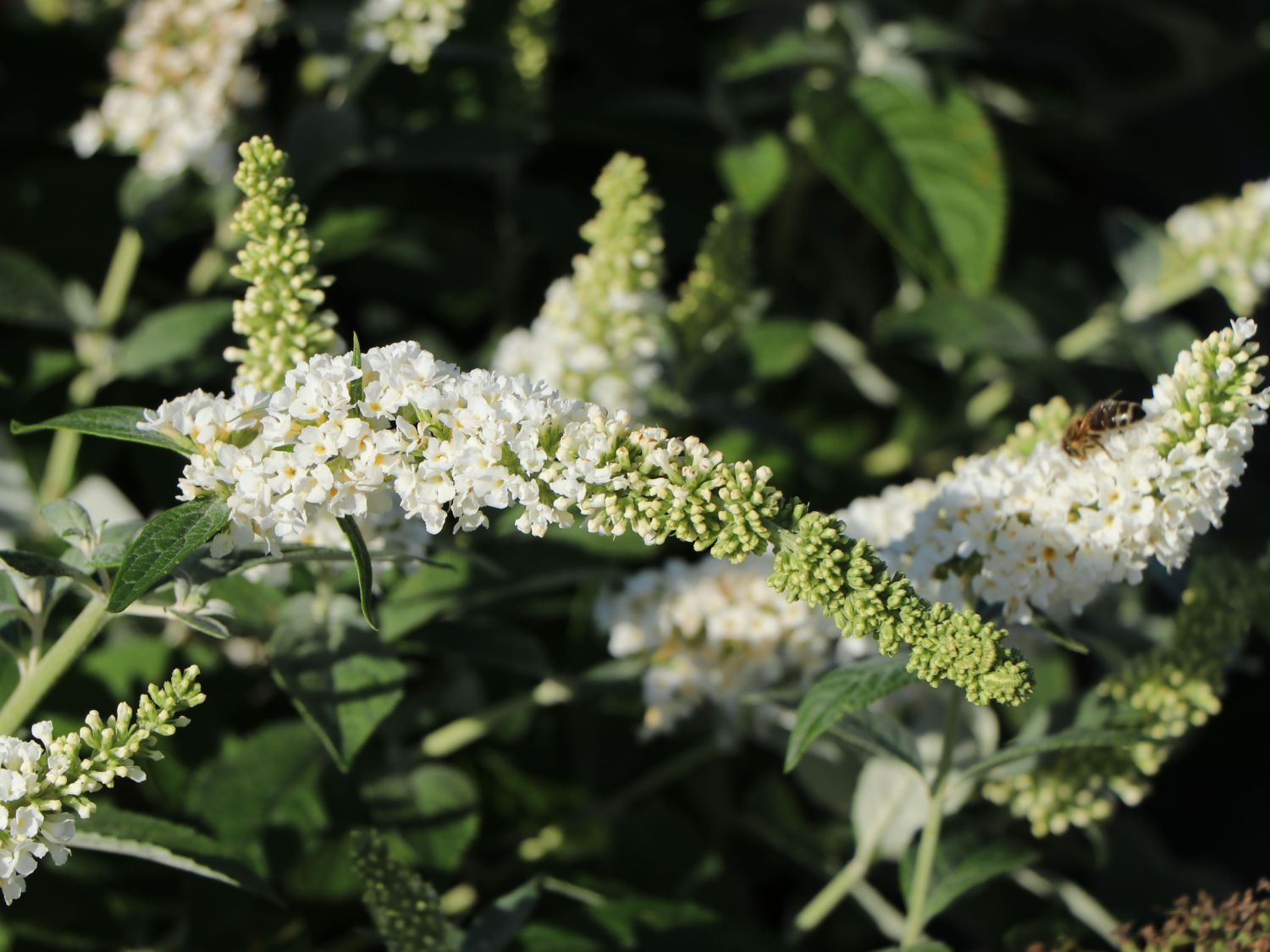 Zwerg-Schmetterlingsflieder / Zwerg-Sommerflieder Summer Lounge ® (Weiß) - Buddleja davidii Summer Lounge ® (Weiß)