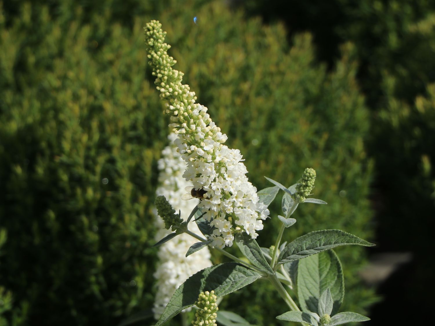 Zwerg-Schmetterlingsflieder / Zwerg-Sommerflieder Summer Lounge ® (Weiß) - Buddleja davidii Summer Lounge ® (Weiß)