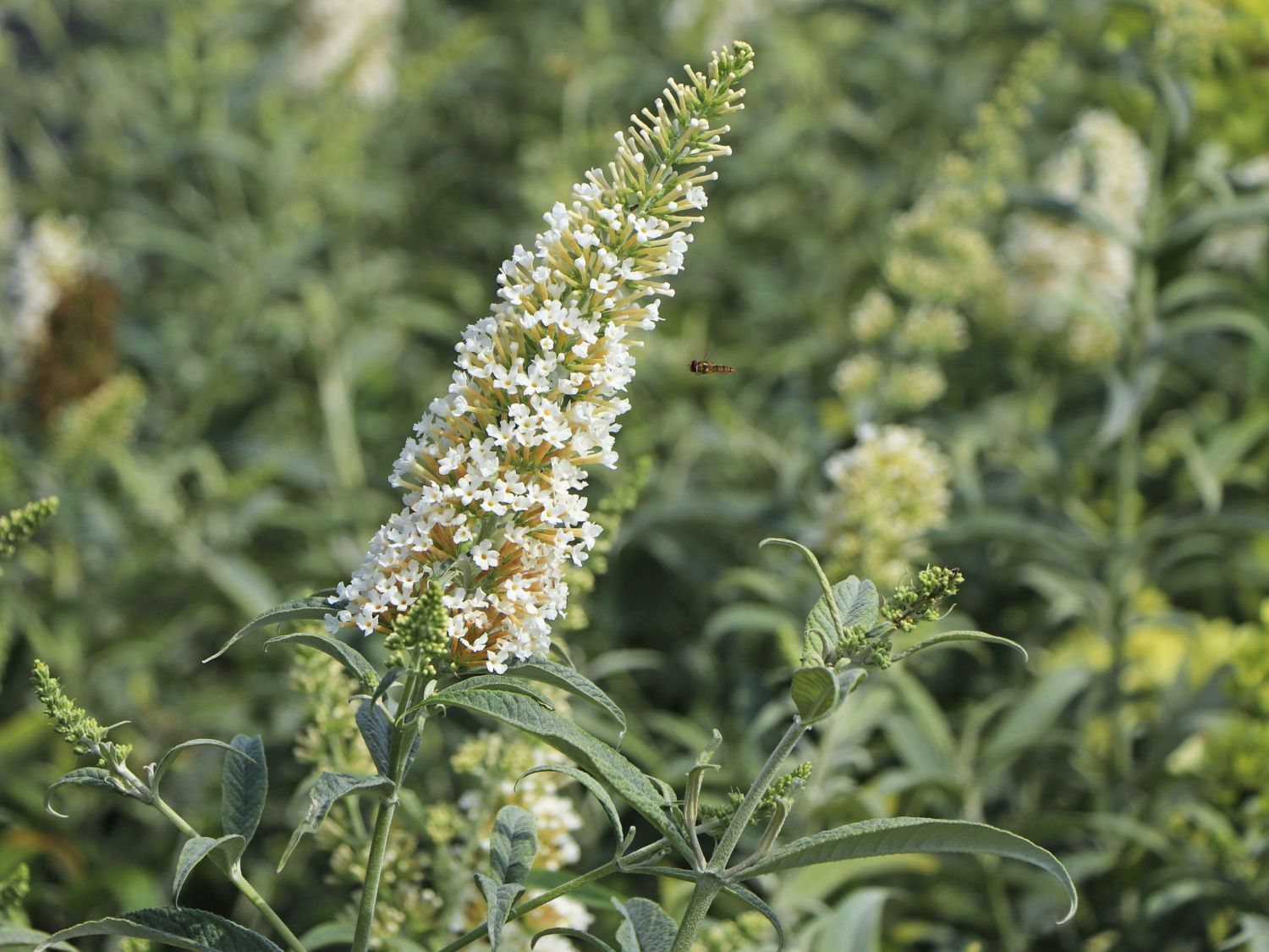 Zwerg-Sommerflieder / Schmetterlingsstrauch 'White Ball'