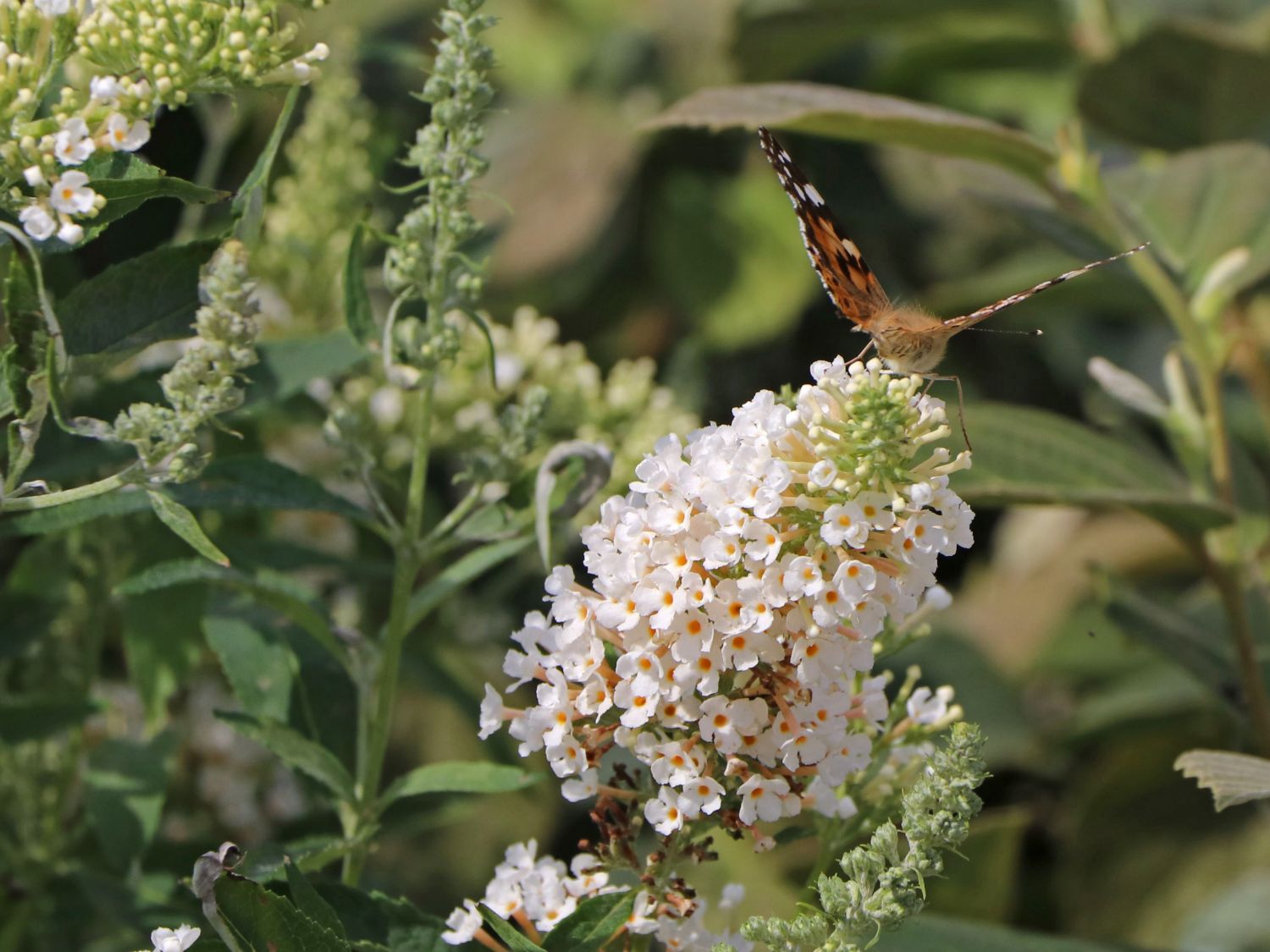 Zwerg-Sommerflieder / Schmetterlingsstrauch PROVEN WINNERS ® 'White Chip' ®