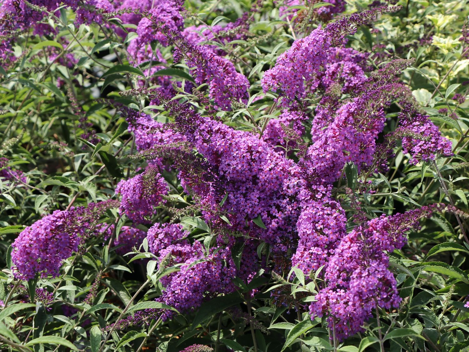 Zwerg-Sommerflieder 'Sophie' ® - Buddleja davidii 'Sophie' ®