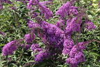 Zwerg-Sommerflieder 'Sophie' ® - Buddleja davidii 'Sophie' ®