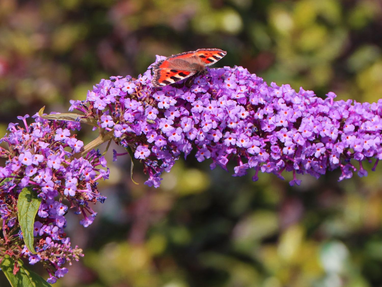 Zwerg-Sommerflieder 'Sophie' ® - Buddleja davidii 'Sophie' ®