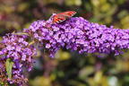 Zwerg-Sommerflieder 'Sophie' ® - Buddleja davidii 'Sophie' ®