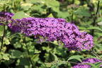 Zwerg-Sommerflieder 'Sophie' ® - Buddleja davidii 'Sophie' ®