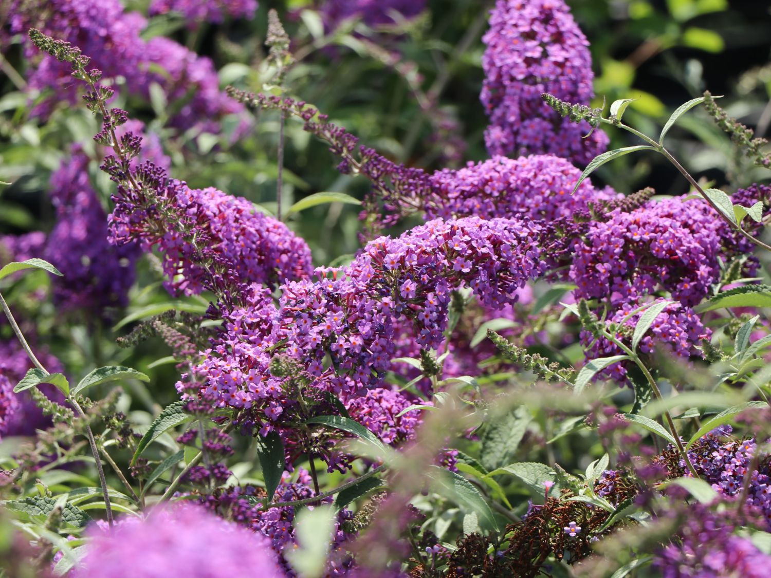 Zwerg-Sommerflieder 'Sophie' ® - Buddleja davidii 'Sophie' ®