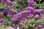 Zwerg-Sommerflieder 'Sophie' ® - Buddleja davidii 'Sophie' ®