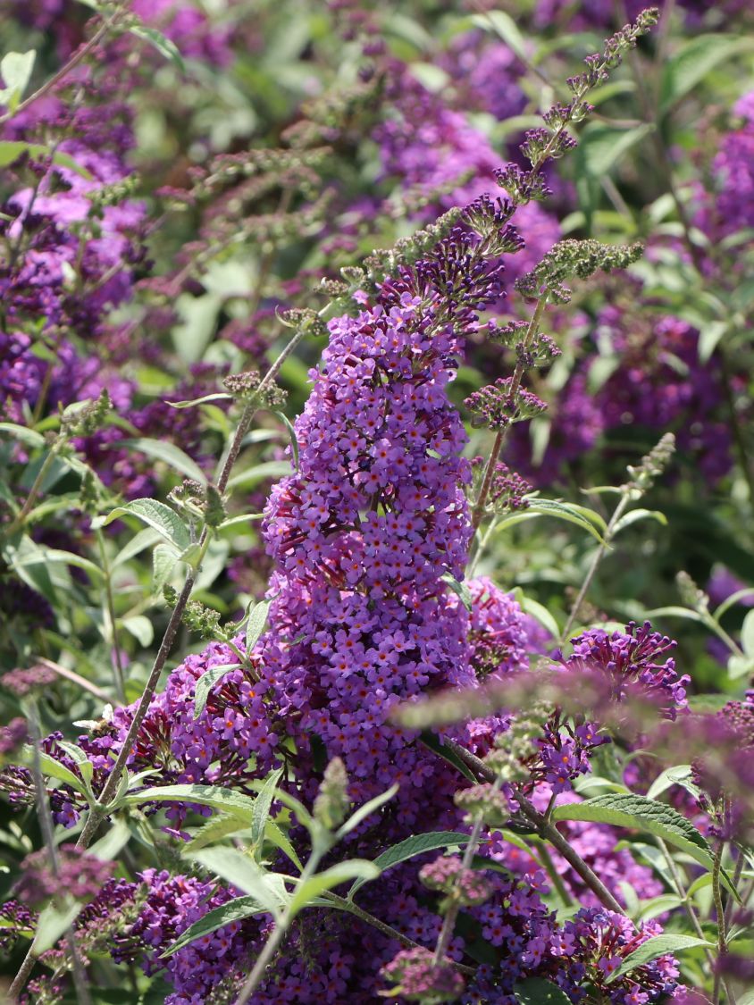 Zwerg-Sommerflieder 'Sophie' ® - Buddleja davidii 'Sophie' ®