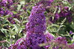 Zwerg-Sommerflieder 'Sophie' ® - Buddleja davidii 'Sophie' ®