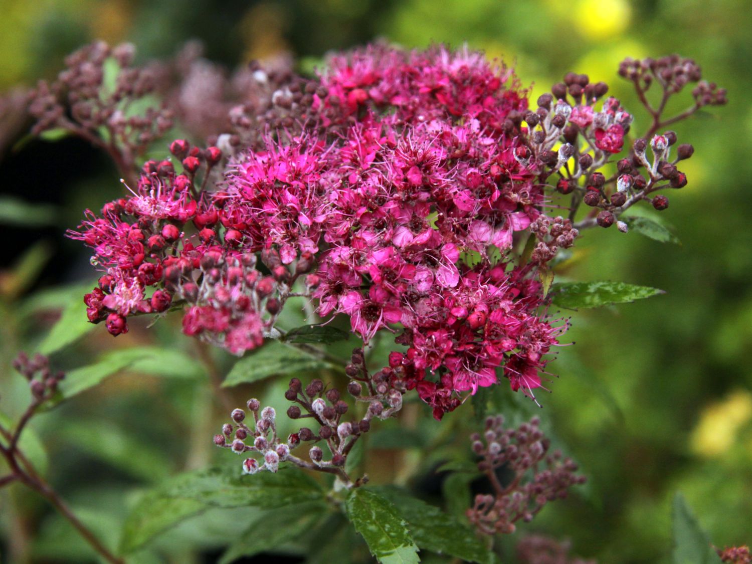 Zwerg-Spiere / Japan-Spiere