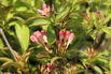 Zwerg-Weigelie 'All Summer Peach' - Weigela florida 'All Summer Peach'