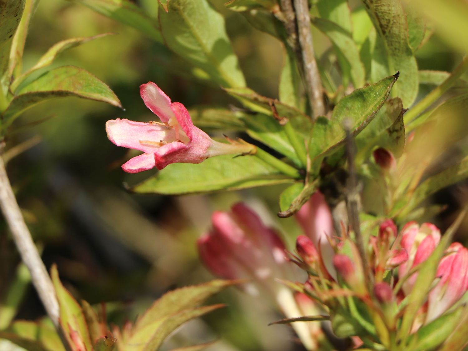 ZwergWeigelie 'All Summer Peach' Weigela florida 'All Summer Peach