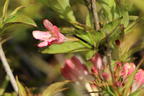 Zwerg-Weigelie 'All Summer Peach' - Weigela florida 'All Summer Peach'