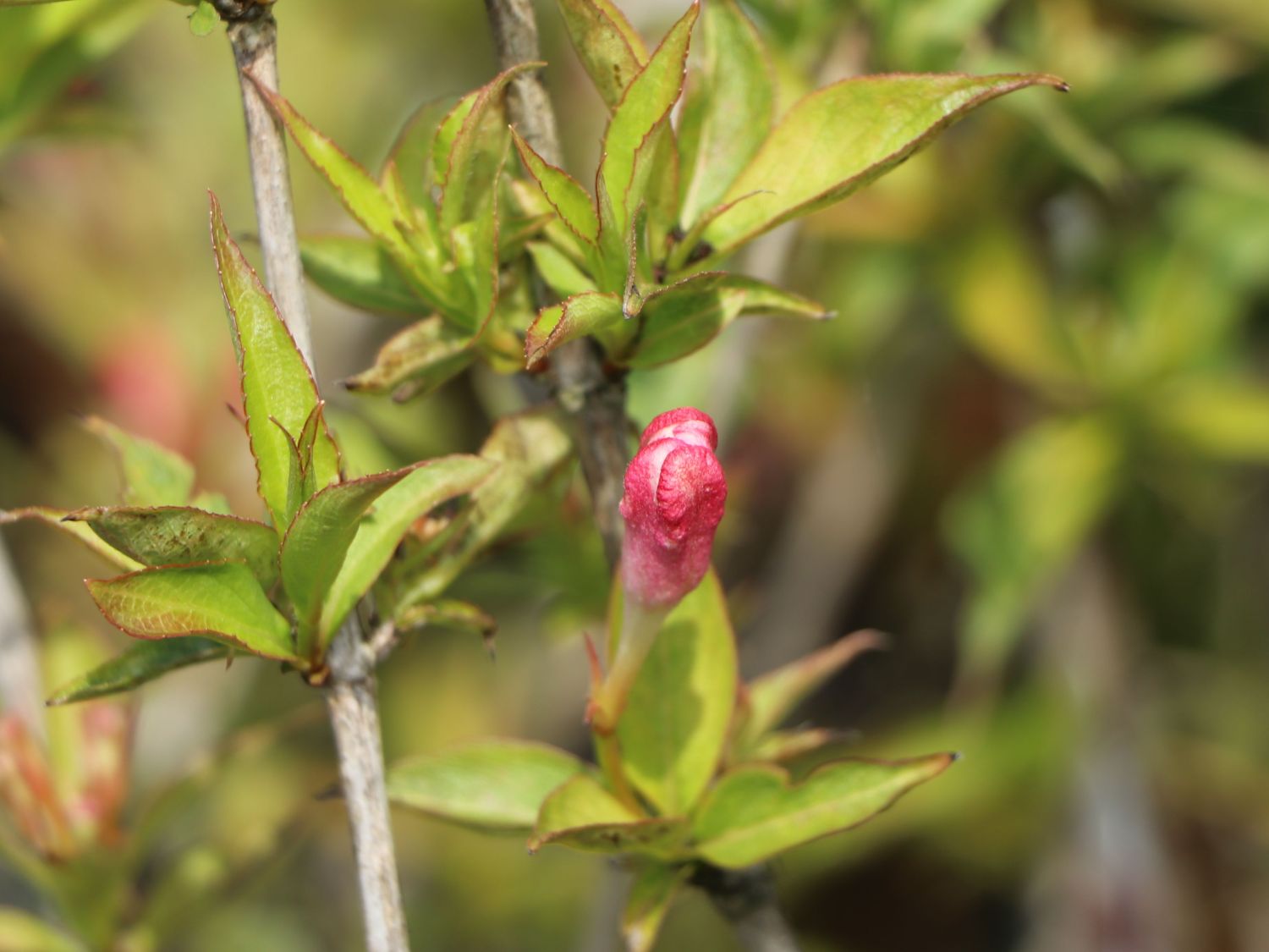 Zwerg-Weigelie 'All Summer Peach' - Weigela florida 'All Summer Peach'