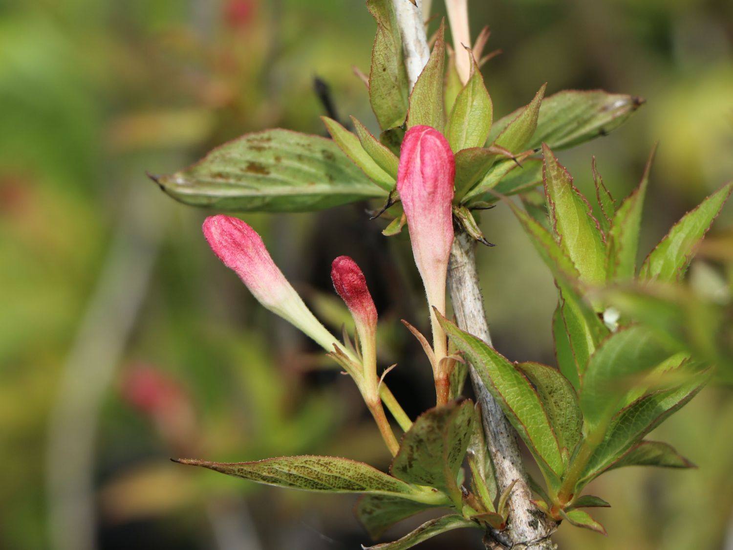 ZwergWeigelie 'All Summer Peach' Weigela florida 'All Summer Peach