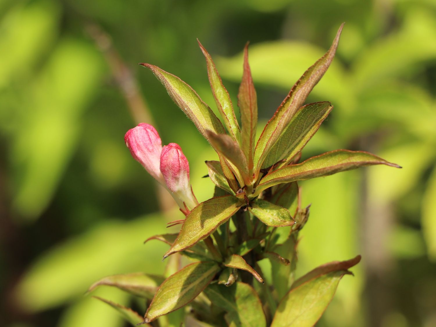 ZwergWeigelie 'All Summer Peach' Weigela florida 'All Summer Peach