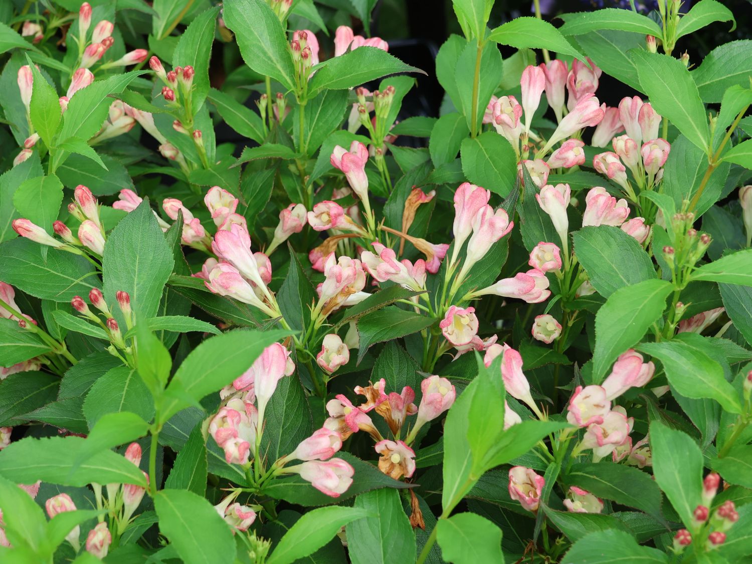 Zwerg-Weigelie 'All Summer Peach' - Weigela florida 'All Summer Peach'