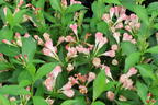 Zwerg-Weigelie 'All Summer Peach' - Weigela florida 'All Summer Peach'