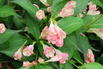 Zwerg-Weigelie 'All Summer Peach' - Weigela florida 'All Summer Peach'
