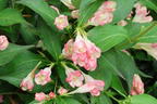 Zwerg-Weigelie 'All Summer Peach' - Weigela florida 'All Summer Peach'
