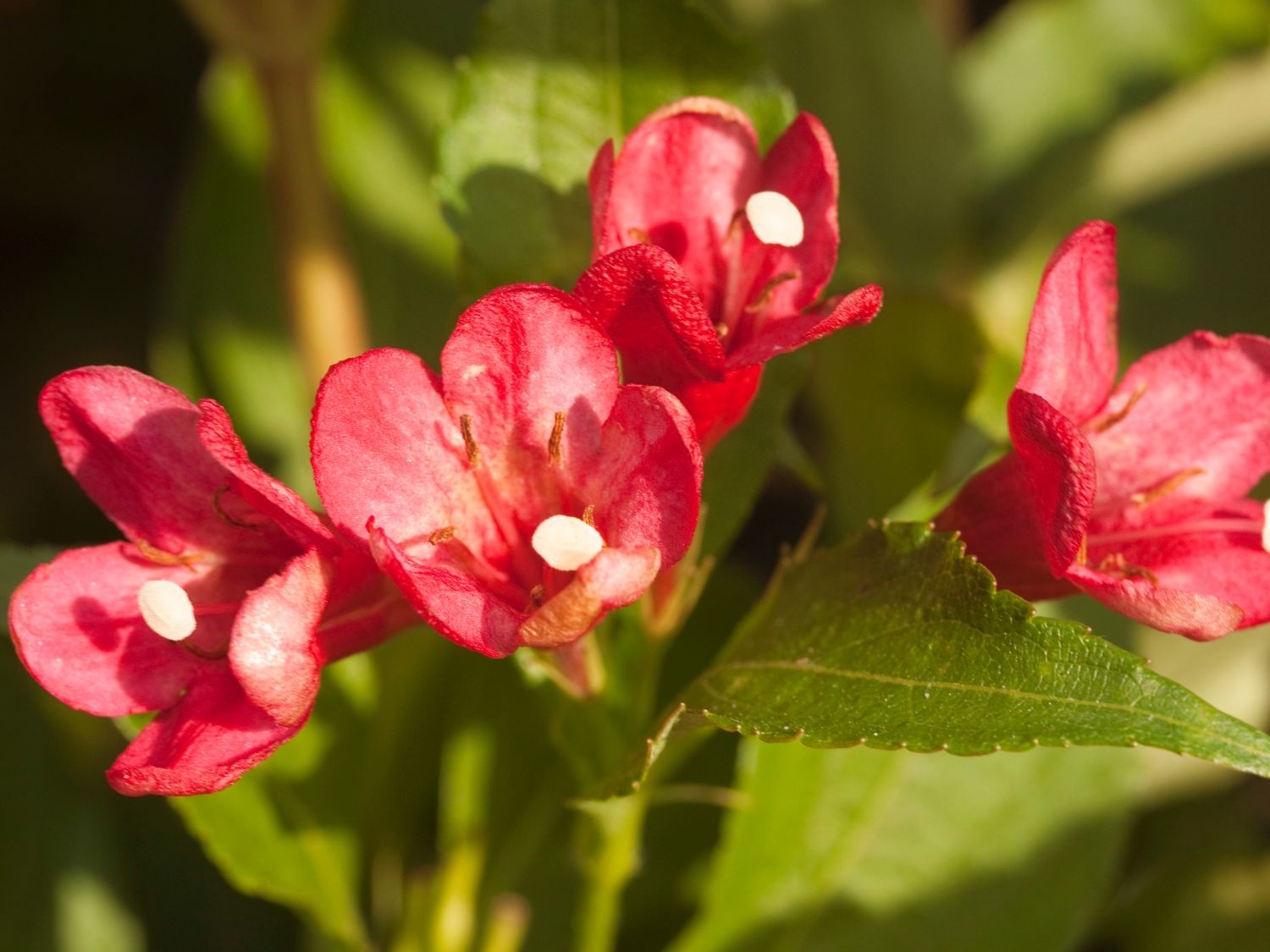 Zwerg-Weigelie 'All Summer Red' ® - Weigela florida 'All Summer Red' ®