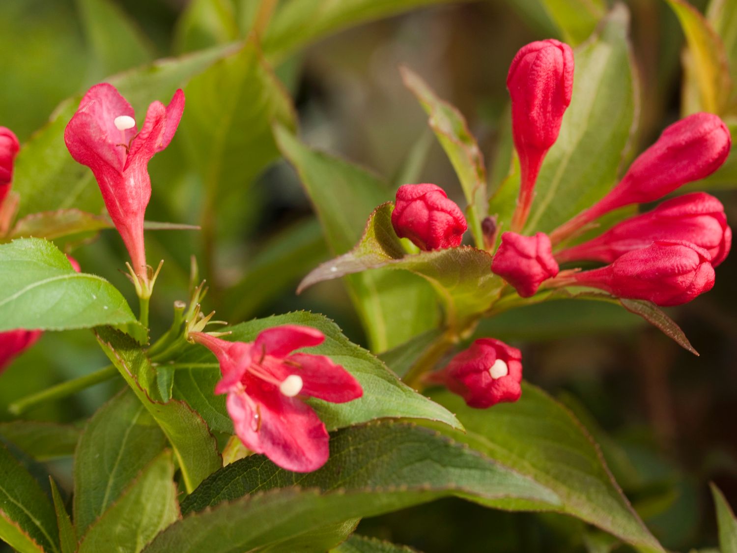 Zwerg-Weigelie 'All Summer Red' ® - Weigela florida 'All Summer Red' ®
