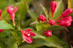 Zwerg-Weigelie 'All Summer Red' ® - Weigela florida 'All Summer Red' ®