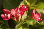 Zwerg-Weigelie 'All Summer Red' ® - Weigela florida 'All Summer Red' ®