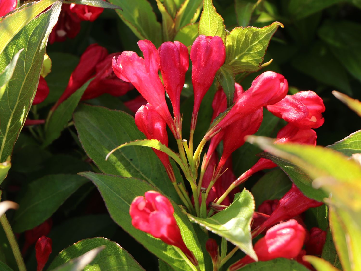 Zwerg-Weigelie 'All Summer Red' ® - Weigela florida 'All Summer Red' ®